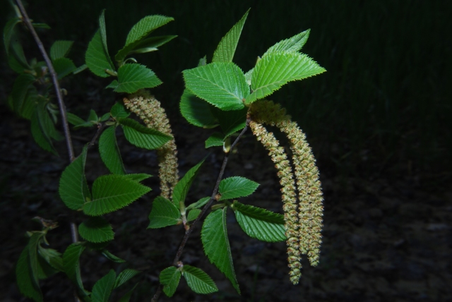 Ostrya carpinifolia / Carpino nero